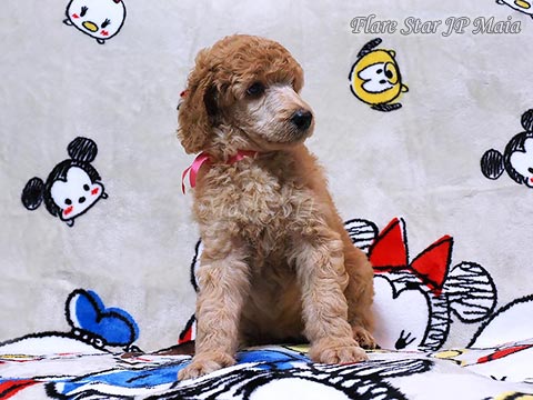 �A�v���R�b�g�q��